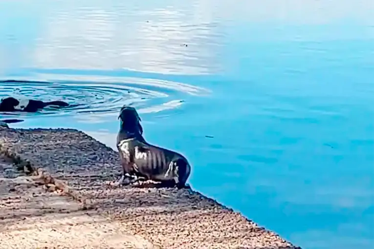 Apareció un lobito de mar en la Costanera de Gualeguaychú