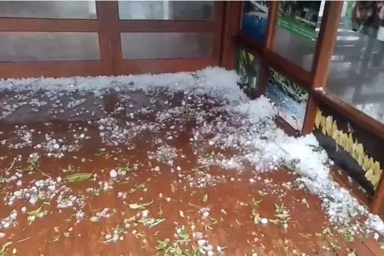 Un fuerte temporal con granizo provocó caída de árboles en Misiones