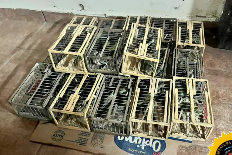 Incautaron 70 jilgueros que llevaban en una camioneta que evadió un control