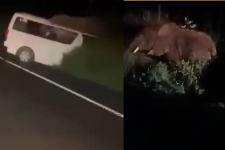 Una furgoneta chocó contra un elefante en Uganda y terminó volcando: hay víctimas fatales