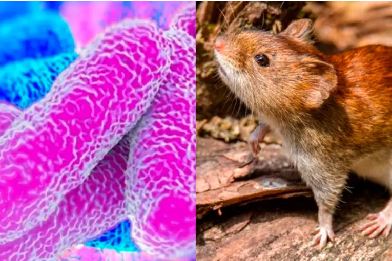 Leptospirosis en Entre Ríos: ya se registran 15 contagios, según el Ministerio de Salud de la Nación