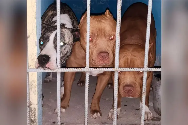 Una mujer sufrió graves lesiones en varias partes del cuerpo, incluyendo la cara, tras ser atacada por pitbulls