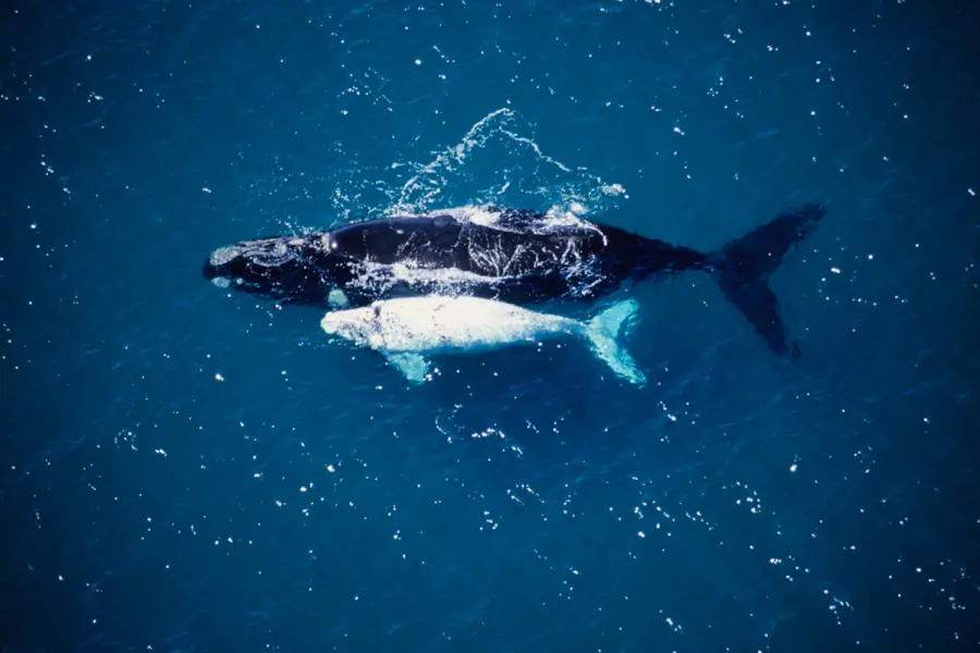 Comenz&oacute; la temporada de ballenas en Chubut (foto Maxi Jonas y 
Frank Wirth)