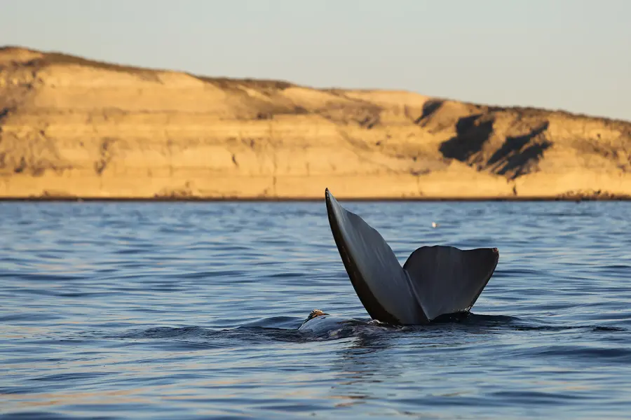 Comenz&oacute; la temporada de ballenas en Chubut (foto Maxi Jonas y 
Frank Wirth)