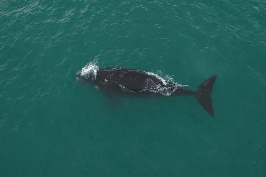 Comenz&oacute; la temporada de ballenas en Chubut (foto Maxi Jonas y 
Frank Wirth)