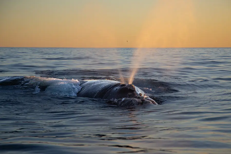 Comenz&oacute; la temporada de ballenas en Chubut (foto Maxi Jonas y 
Frank Wirth)