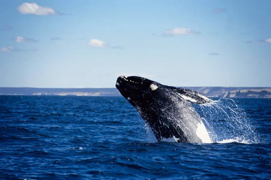 Comenz&oacute; la temporada de ballenas en Chubut (foto Maxi Jonas y 
Frank Wirth)
