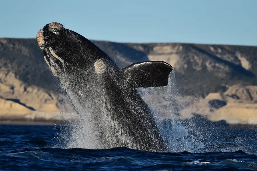 Comenz&oacute; la temporada de ballenas en Chubut (foto Maxi Jonas y 
Frank Wirth)