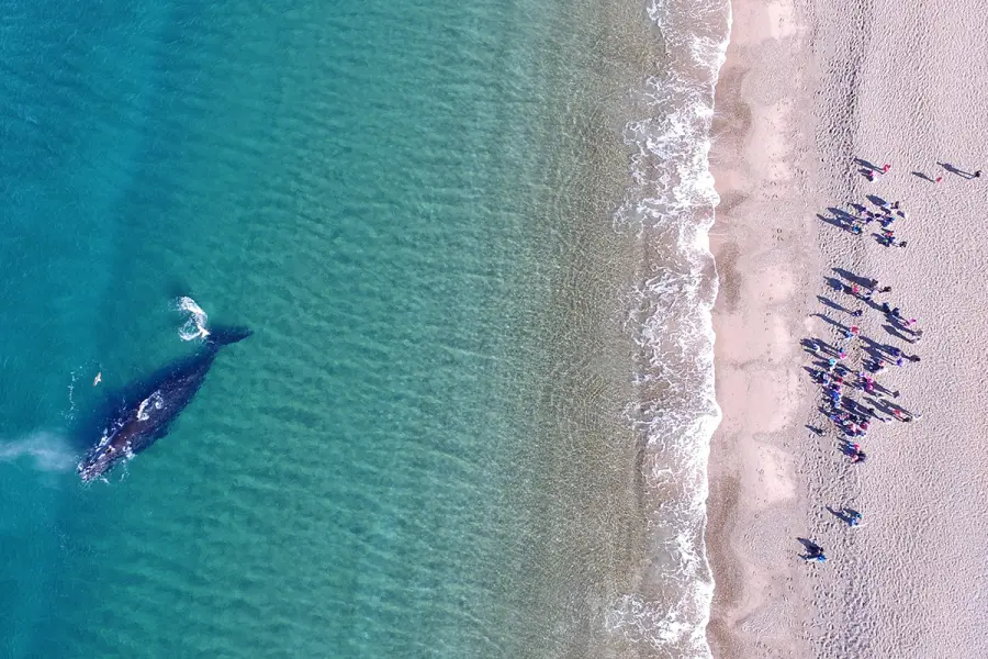 Comenz&oacute; la temporada de ballenas en Chubut (foto Maxi Jonas y 
Frank Wirth)