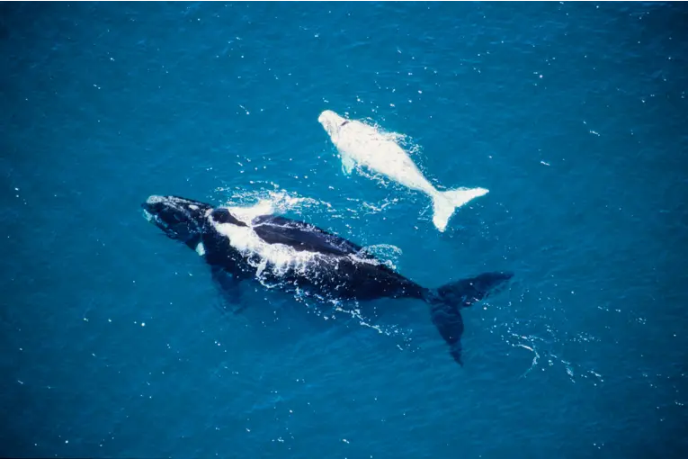 Imágenes: comenzó la temporada de avistaje de ballenas en Puerto Madryn