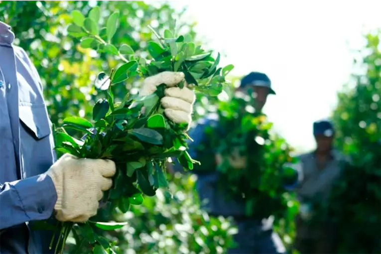 Crisis de la yerba mate: Hay 13 mil familias en el fondo del mar