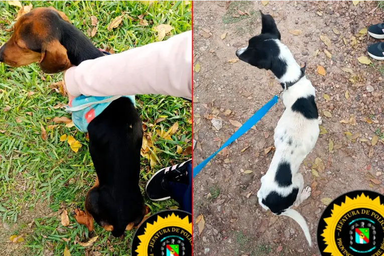Rescataron dos perros tras un allanamiento por presunto maltrato animal