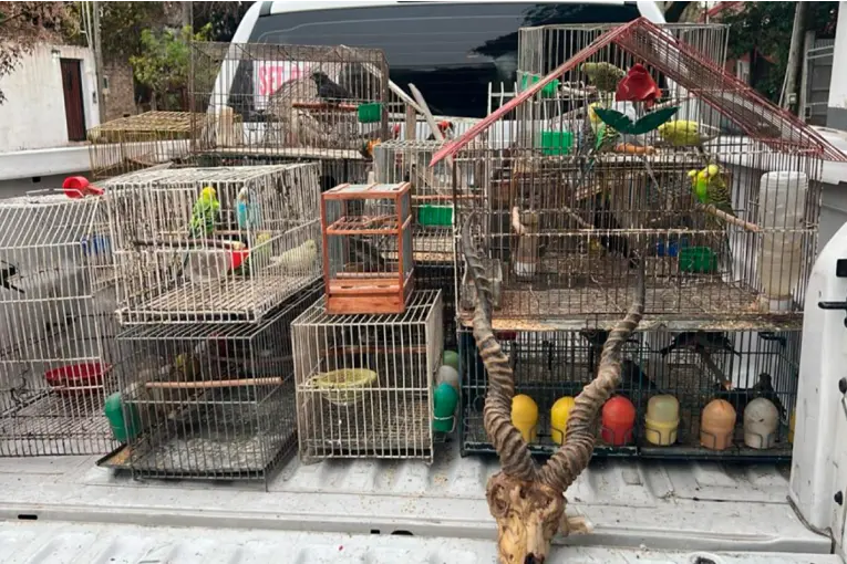 Cayó un grupo que vendían animales por redes sociales y los enviaban por encomienda