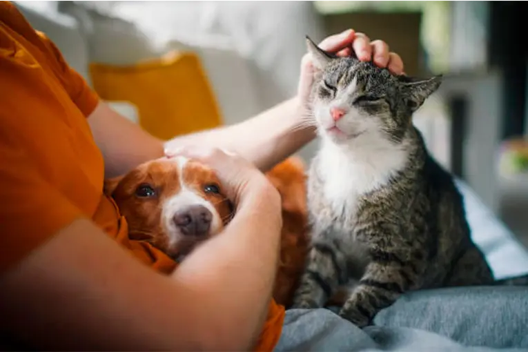 Localidad entrerriana implementará el Registro de Animales Domésticos: qué información solicitará