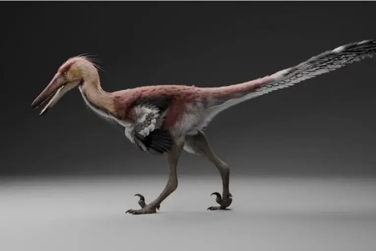 Hallan en Argentina un dinosaurio de 70 millones de años emparentado con el velociraptor
