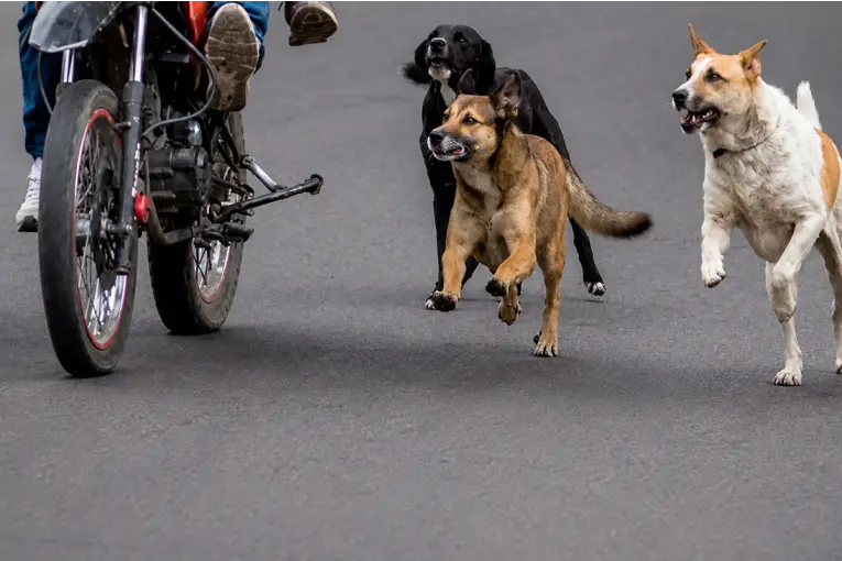 Iba en moto, fue atacada por tres perros y ahora indemnizarán a la víctima con casi $5 millones