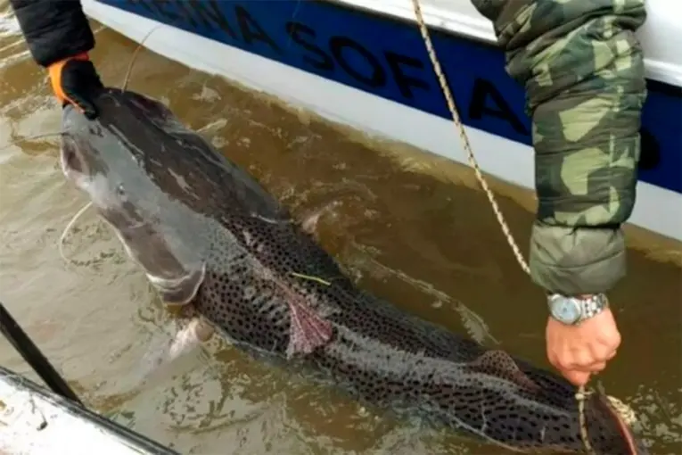 Por una concentración extraordinaria de surubíes, prohíben la pesca en un tramo del río Paraná