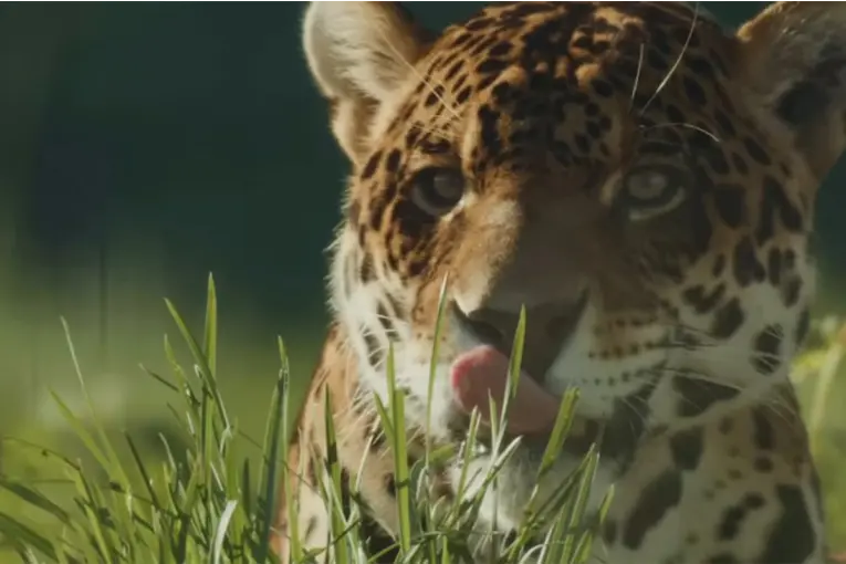 Registraron al yaguareté N° 50 que nació en libertad en el Parque Nacional Iberá