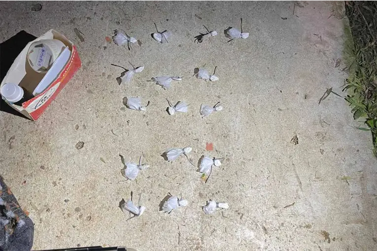 Detuvieron a dos hombres y secuestraron dosis de cocaína listas para la venta