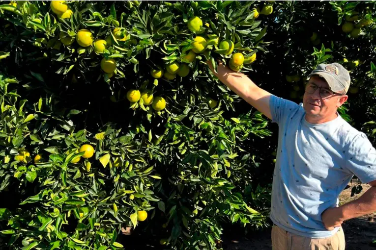 Citricultores entrerrianos en rojo: vender una naranja cuesta más de lo que pagan