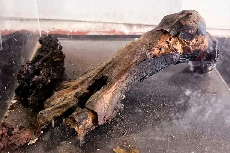Pie de momia: restituyeron a Perú una pieza arqueológica que fue hallada en Entre Ríos