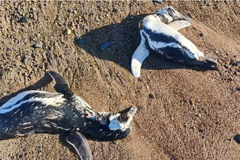 Investigan la aparición de pingüinos muertos en Chubut y Santa Cruz