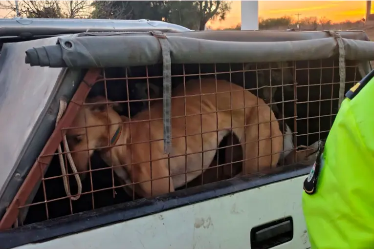 Decomisaron carne de procedencia irregular y detectaron infracciones por caza furtiva en Tala