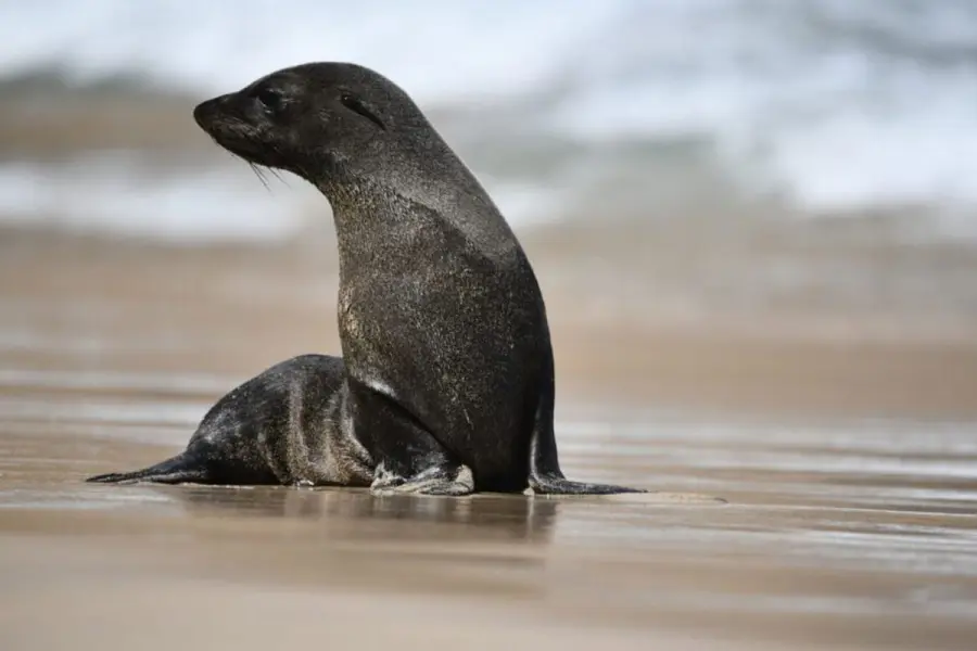 Lobo marino.