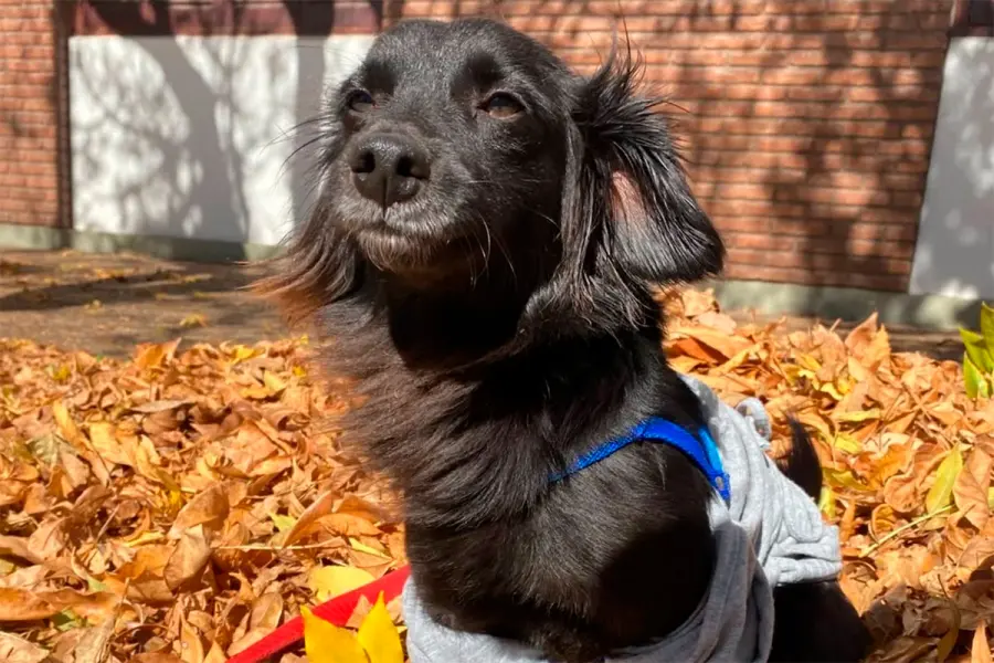Buscan recaudar fondos para gastos veterinarios (foto Kahu Dogs)