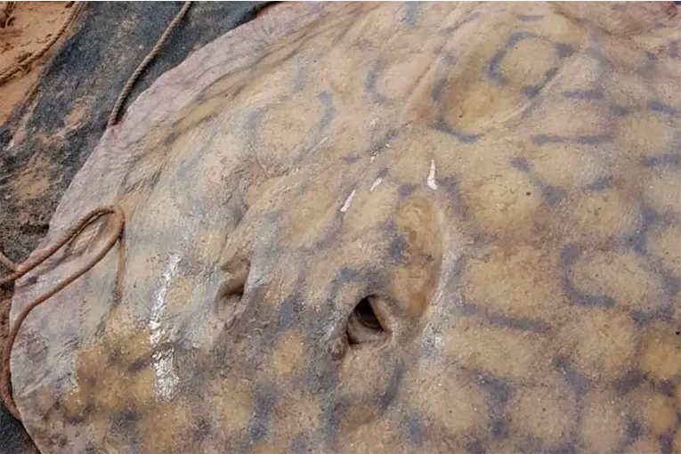 Raya gigante recorrió 170 kilómetros por el río Paraná: el viaje más largo jamás registrado para la especie
