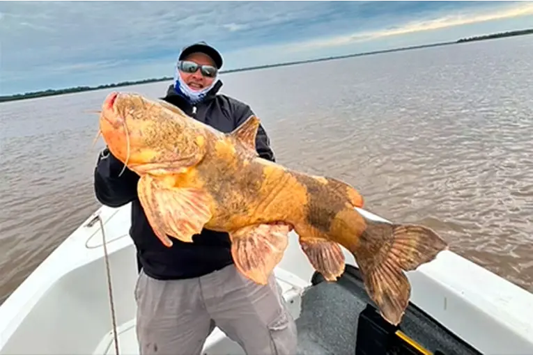 Pescaron un manguruyú de 20 kilos en el río Paraná: el video de la devolución