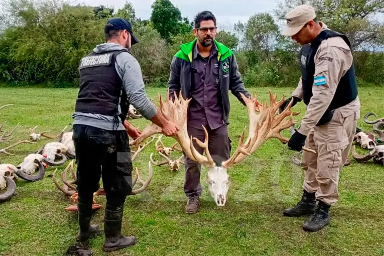 Posible contrabando de fauna silvestre: allanaron un coto de caza en el sur entrerriano