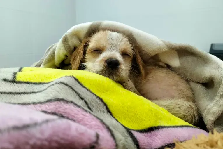 Vio cómo maltrataban a una cachorra, la rescató y le salvó la vida