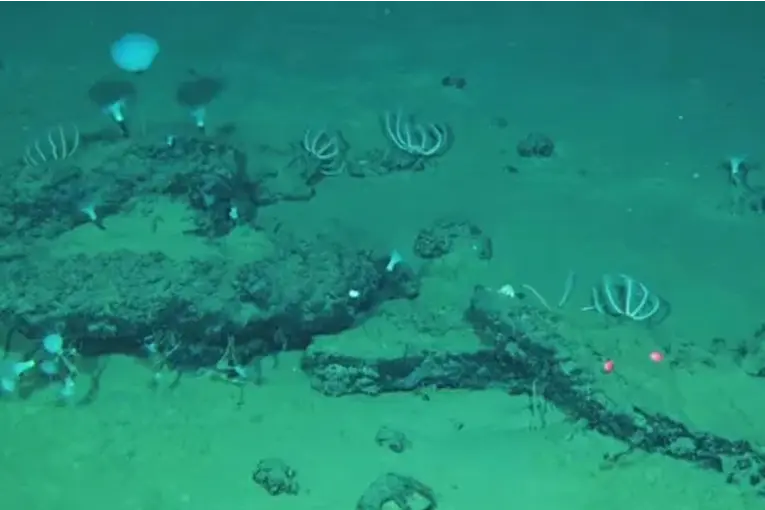Descubrieron un gigantesco cementerio de ballenas con restos de hasta 5 millones de años