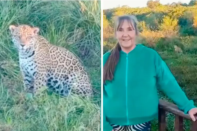 Turistas filmaron a un yaguareté a orillas de la laguna Iberá en Corrientes