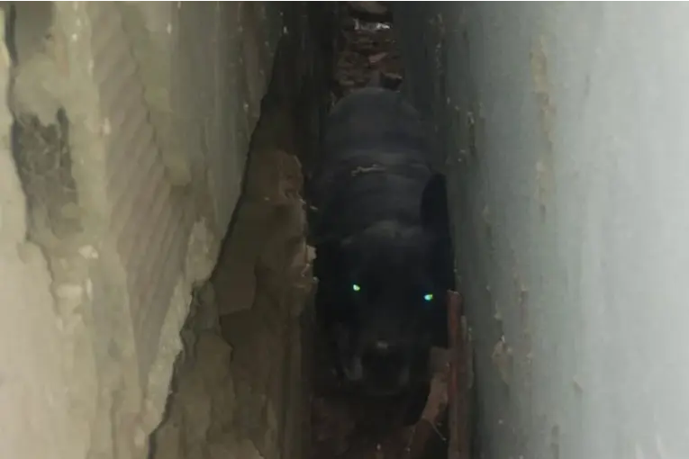 Rescataron a una perra que había quedado atrapada entre dos viviendas en Nogoyá