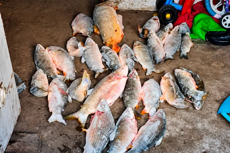 Decomisaron dorados y bogas por pesca ilegal en el río Paraná