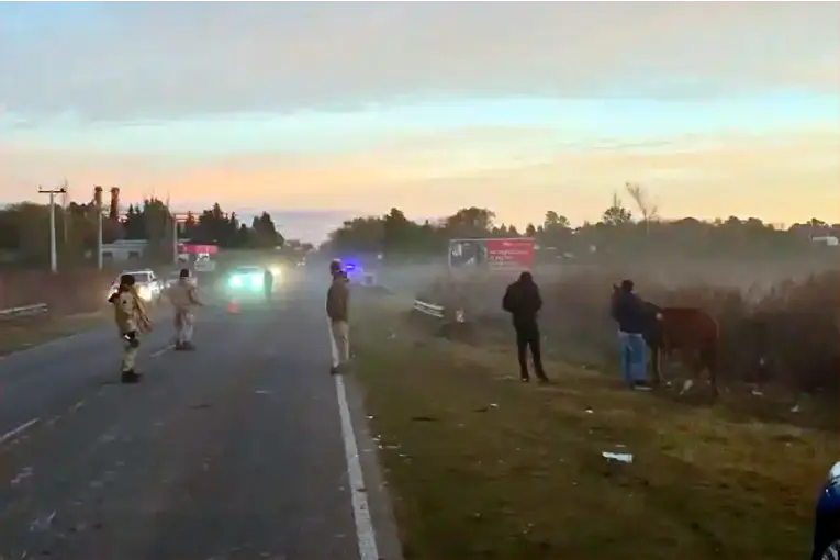 Combi que viajaba hacia Paraná chocó caballos sobre Ruta 11 y cinco personas sufrieron heridas
