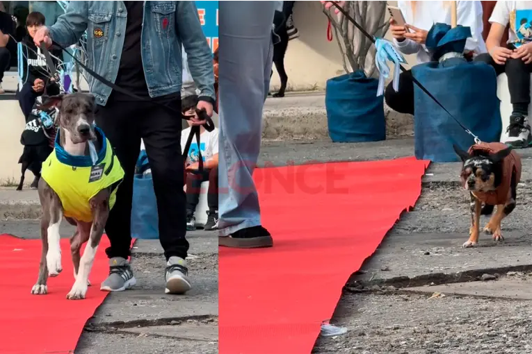 Para ayudar a los animales: se realizó el festival Los Fieles en Sala Mayo con desfile de mascotas y feria