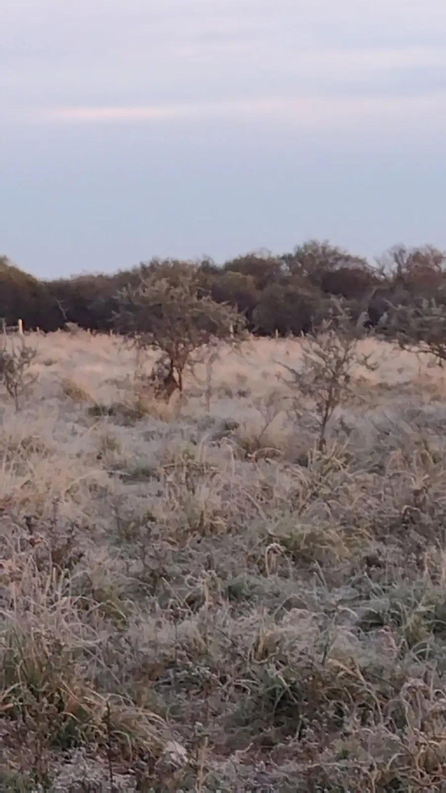 Blanque&oacute; la helada en Entre R&iacute;os (Ente R&iacute;os Ya)