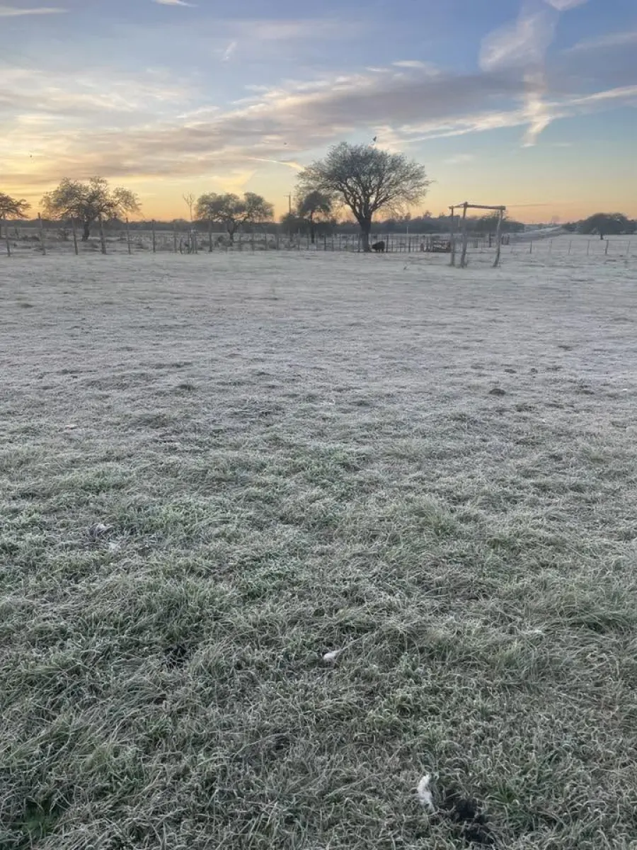 Blanque&oacute; la helada en Entre R&iacute;os (Ente R&iacute;os Ya)