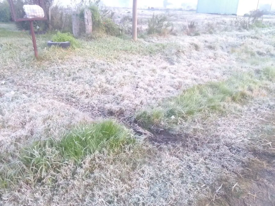 Helada en Feliciano (Ente R&iacute;os Ya)