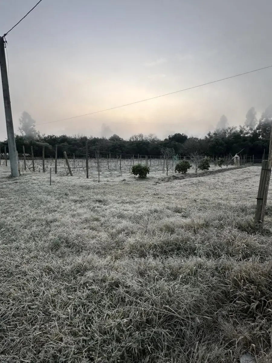 Blanque&oacute; la helada en Entre R&iacute;os (Ente R&iacute;os Ya)