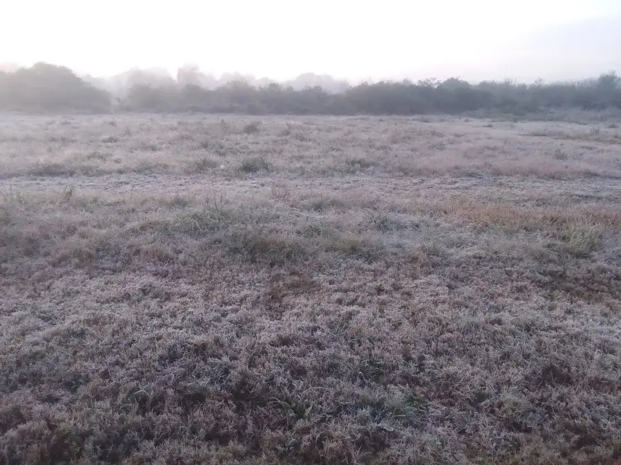Blanque&oacute; la helada en Entre R&iacute;os (Ente R&iacute;os Ya)