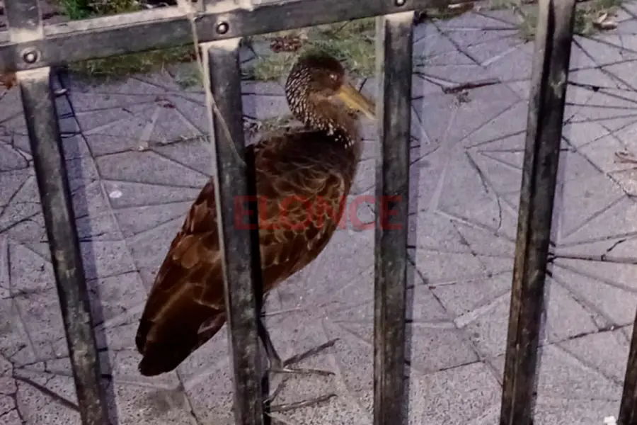 Rescate de un cara&uacute; en Paran&aacute; (foto Elonce)