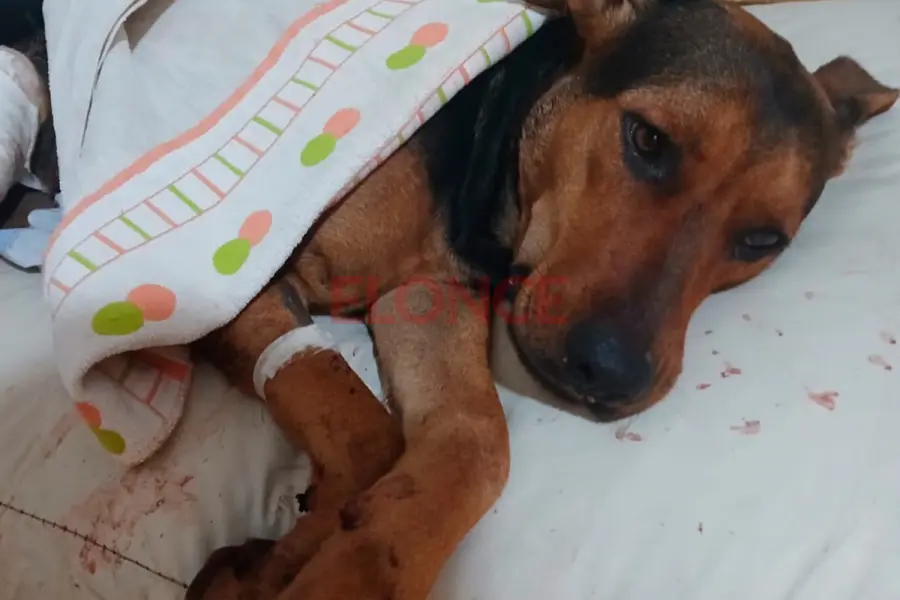Buscan una familia para Dulce Mar&iacute;a (foto Elonce)