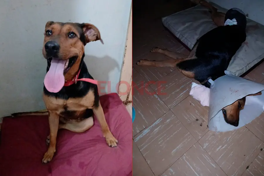 Buscan una familia para Dulce Mar&iacute;a (foto Elonce)