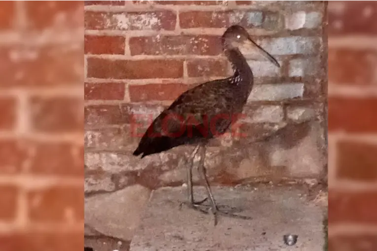 Liberaron un caraú, un pájaro que había sido rescatado en calle Santa Cruz