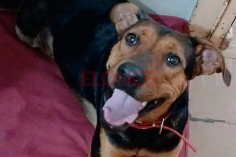 Organizan una fiesta solidaria para costear la castración de una perrita rescatada