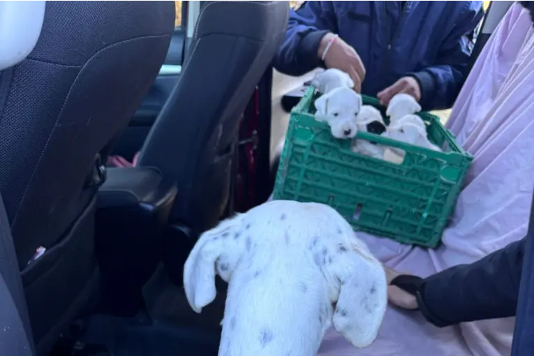 Rescataron 20 perros en un allanamiento por maltrato animal en Concordia